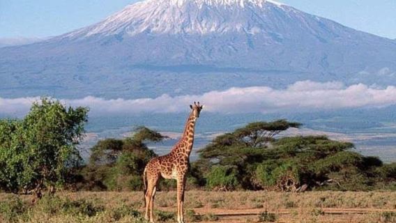 Nairobi, Kenya Departure: Amboseli National Park Day Tour (Maasai Village/Including Transfers)
