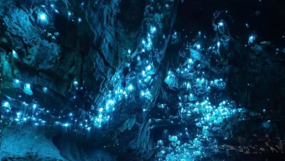 【ロトルア幻想的ホタルの旅】ワイトモ・グローム・ケイブス+ブルーレイク+ブルー スプリング プタルル貸切チャーター日帰りツアー