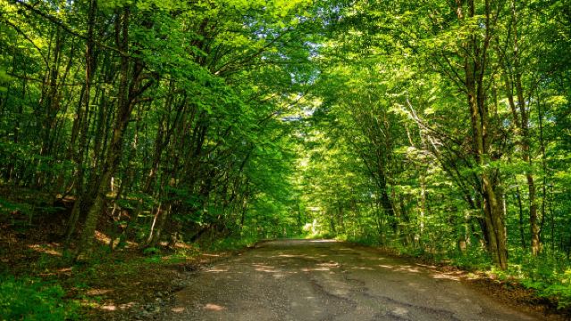 1-day private charter tour to Dilijan National Park, Goshavank Monastery, and Lake Parz