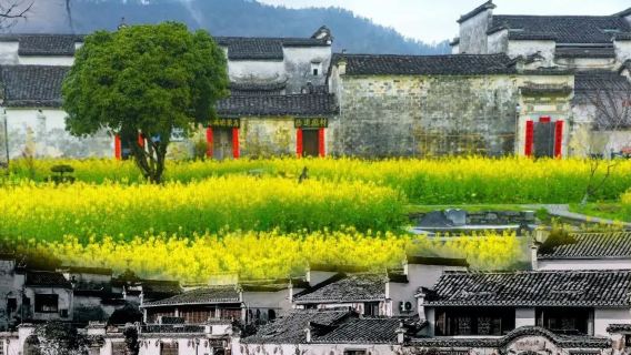 Lawatan Sehari ke Hongcun dan Xidi [Lawatan Seni Bina Huizhou di Kampung Purba | Penerangan Berpandu Berkualiti | Penghantaran ke Stesen Percuma | Lawatan Santai]