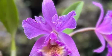 南迪文化半日遊