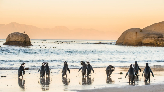 1-day tour to Cape Point and Boulders Beach from Cape Town, South Africa