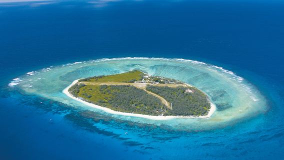 Tour di un giorno a Brisbane e Lady Elliot Island con volo panoramico