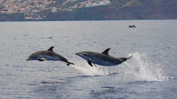 Funchal: Garantierte Wildtierbeobachtung von Delfinen & Walen per RIB-Boot