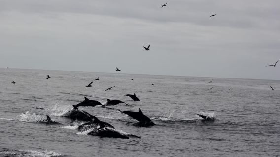 Dolphin Watching and Local Caves