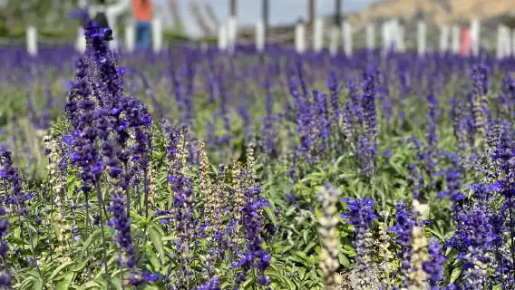 台中高美湿地＋中社花市＋宮原眼科【パールミルクティー付き｜台北発】