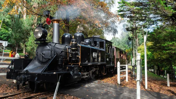 Melbourne Puffing Billy Railway + Penguin Parade 1-day tour [English-speaking driver-guide, small group minivan]