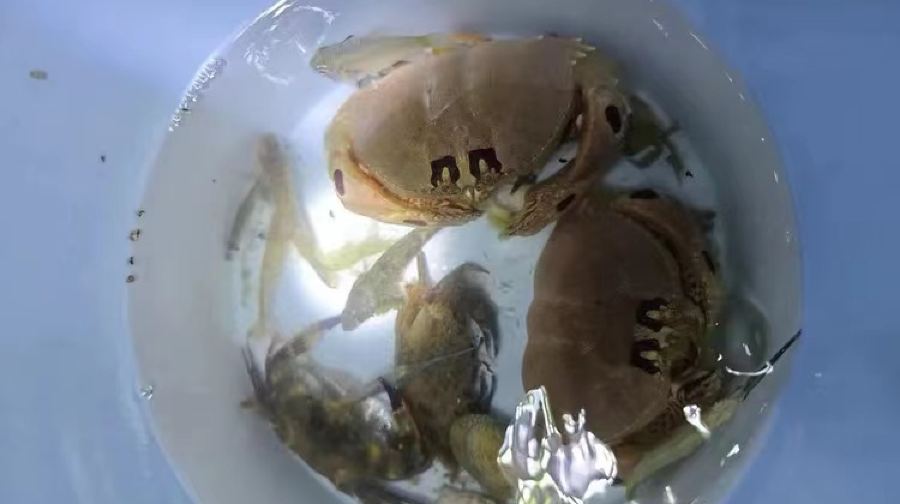 海南三亞趕海體驗/海棠灣趕海體驗（海棠灣+半山半島）【專業教練陪同，收穫自帶走】