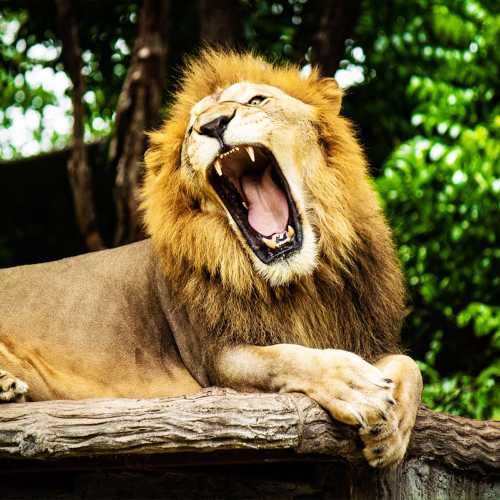 泰國清邁府清邁夜間野生動物園一日遊
