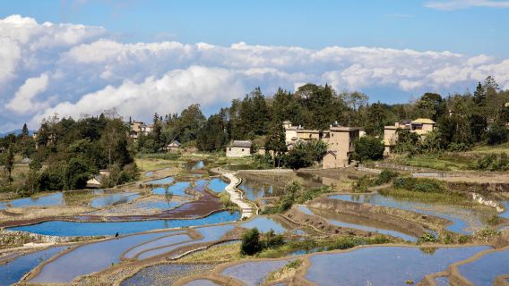 元陽哈尼梯田+阿者科+多依樹+愛春藍色梯田+壩達+老虎嘴