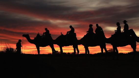 Balade à dos de chameau à Uluru-Kata Tjuta, Australie (lever/coucher du soleil/journée/transferts Aller-retour/repas en option)