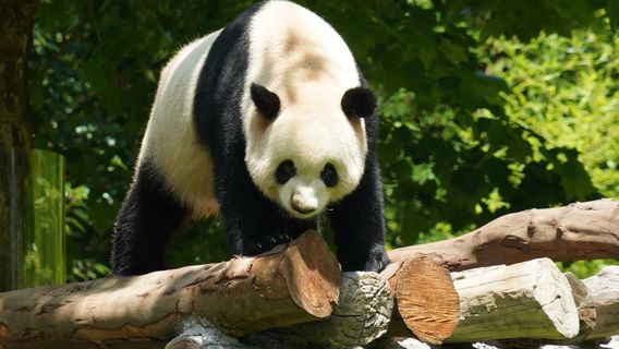 ChengduTours de un día