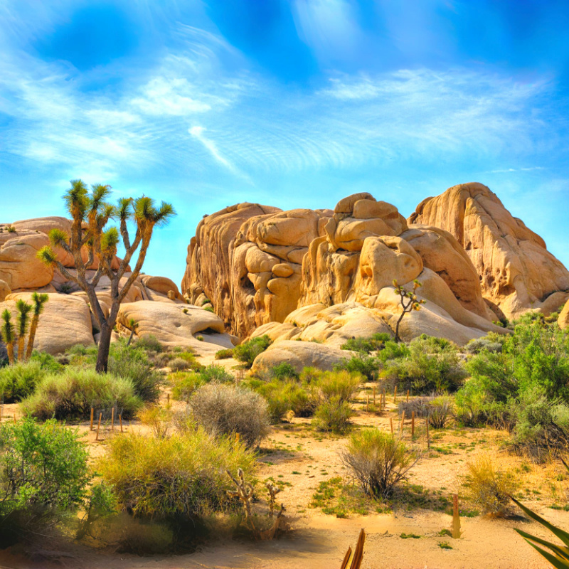 Tur Sehari ke Taman Nasional Joshua Tree + Perpustakaan dan Museum Kepresidenan Nixon dari Los Angel