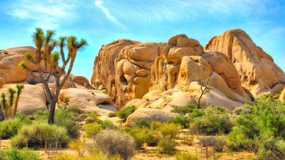 Joshua Tree National Park + Nixon Presidential Library and Museum one-day tour from Los Angeles