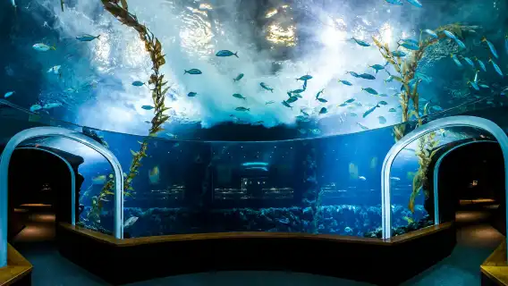 Poema del Mar - Aquarium Gran Canaria: Skip The Line Ticket