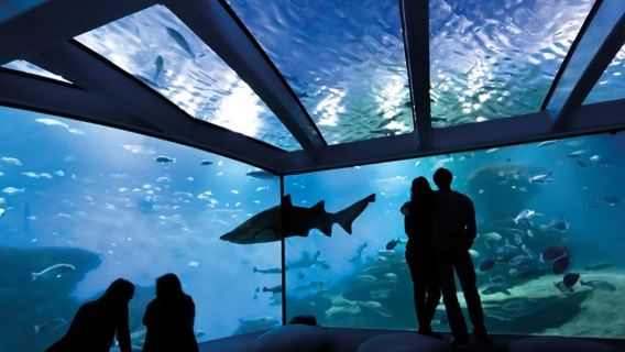 Palma Aquarium: Entry Ticket + Transfer from Calvià Area