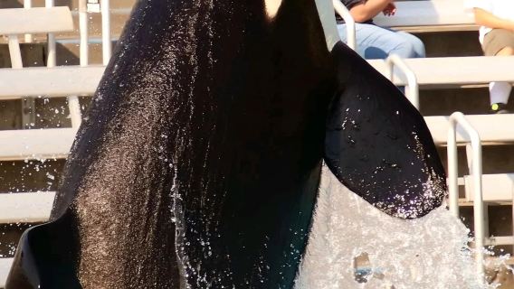 美國聖地牙哥海洋世界-科羅納多島'包車一日遊【精選老司機】