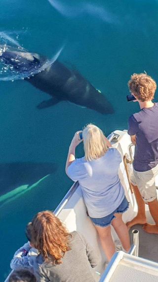 Classic Auckland activity - whale and dolphin watching tour: in-depth exploration of marine wildlife in New Zealand