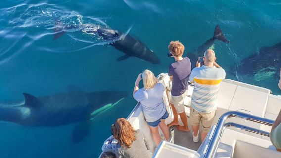 Classic Auckland activity - whale and dolphin watching tour: in-depth exploration of marine wildlife in New Zealand