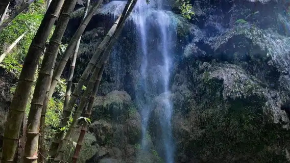 Philippines Cebu Oslob whale shark shared one-day tour | Sumilon Island + waterfall + Round-trip transfer