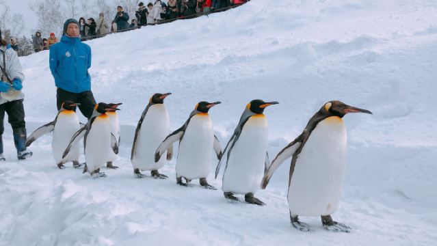 日本札幌來回美瑛青池富良野/可小樽登別北海道多日包車-精選