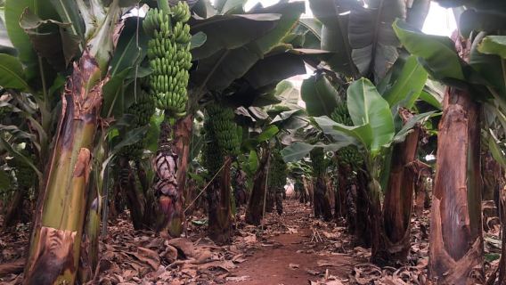 Tenerife: Hương vị và rượu vang của tour ẩm thực Tenerife