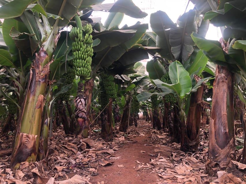 Tenerife: Flavours and Wines of Tenerife Gastronomy Tour