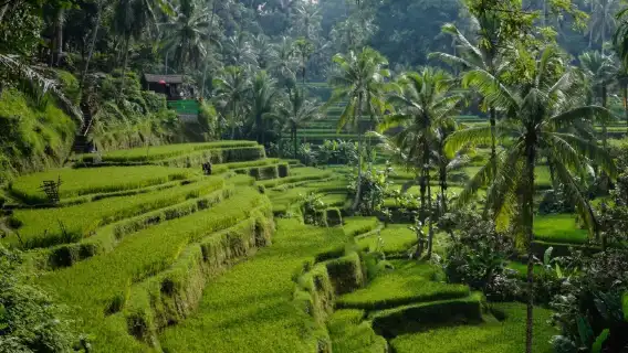 諮詢後下單/印尼峇里島藍夢島金巴蘭海灘聖泉寺烏魯瓦圖斷崖/機場/點對點用車/旅遊旅行司導/專車服務