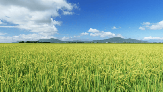 Niigata Private Custom Tour mit lokalem Guide