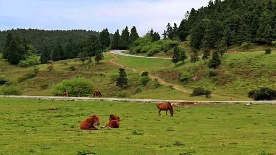 Chongqing Day Tour with Chartered Car: Three Natural Bridges, Longshuixia Fissure, Fairy Mountain, Liziba, Ciqikou Ancient Town, Hongyadong, and Wujiang Art Gallery (Multiple Routes, Customizable)