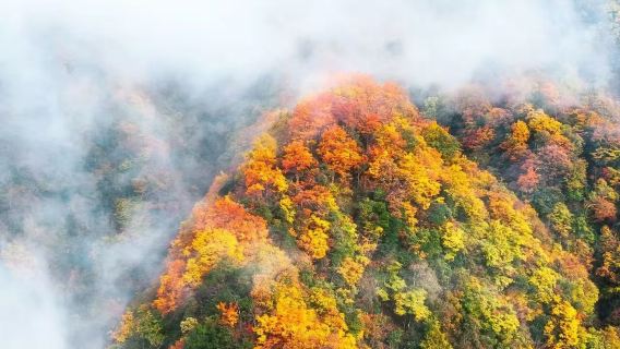 漢中來回黎萍國家森林公園1日遊