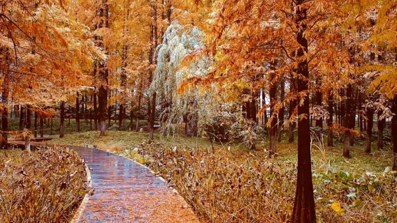 赴黿頭渚 1 日｜遇美麗湖楓秋色