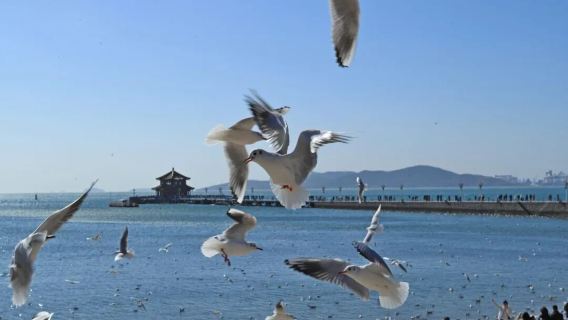 【山海冬韻·鷗遇青島】沉浸式漫遊、經典景區+網紅打卡完美融合