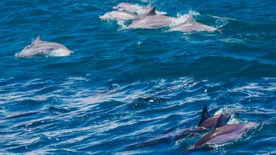 Sailing boat dolphin watching in Mauritius [from 2 people] including BBQ lunch