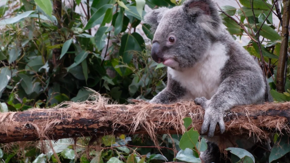 【親子遊．牽手樹熊】澳洲黃金海岸天堂農莊+電影世界 一日遊