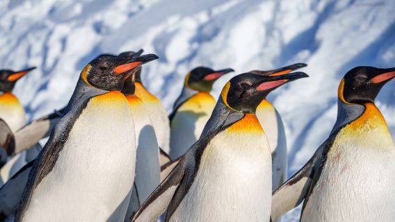 Een eendaagse tour naar het Noboribetsu-Toya-meer, Showa Shinzan en de Noboribetsu Bear Ranch in Japan.