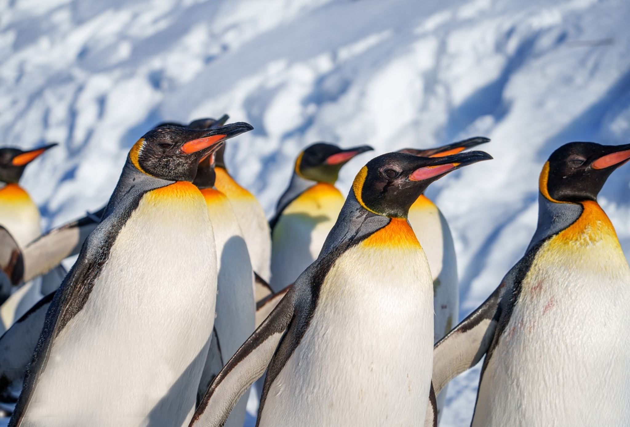 ทัวร์ 1 วัน โนโบริเบ็ตสึ ทะเลสาบโทยะ + ภูเขาไฟชิโอวะใหม่ + ฟาร์มหมีโนโบริเบ็ตสึ