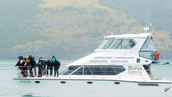 boottocht om zwarte katdolfijnen te spotten - Ecologische natuurcruise vanuit de haven van Akaroa, Christchurch, Zuidereiland, Nieuw-Zeeland