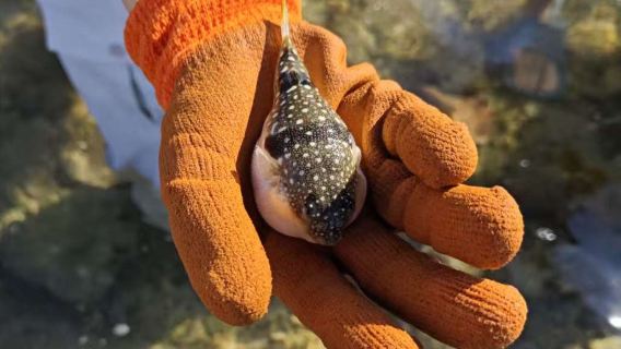 Lingshui Seashore Foraging Experience (Mudflat Seafood Harvesting + Safe Foraging Gear + Hidden Gems + Nature & Culture + Unlock Immersive Family Foraging Fun)