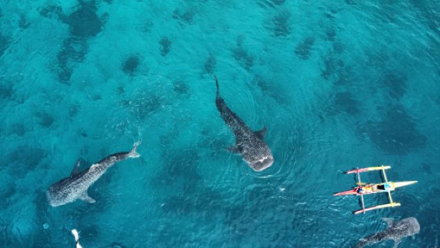 Perjalanan satu hari melihat hiu paus di Oslob dari Cebu, Filipina | Penjemputan dari hotel & termasuk makan siang dan snorkeling