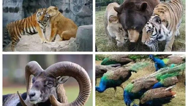 青州九龍峪+歡樂世界一日青島各地上車