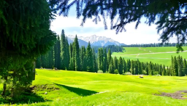 Yining Departure Kurdening Day Tour: Hiking Through Forest Secrets Small Group Adventure