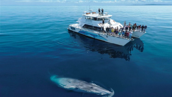 Nueva Zelanda: Tour de avistamiento de ballenas y delfines en el Parque Marino de la Bahía de Hauraki desde Auckland