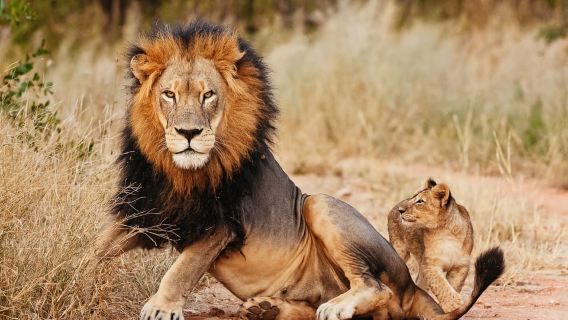 Aquila Private Game Reserve: Sunset Safari with Entry Fee