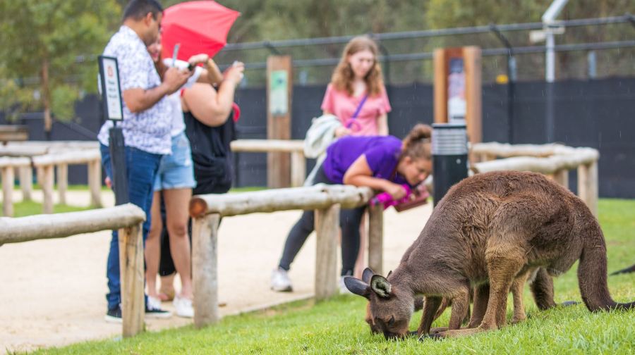 藍山一日遊+無尾照【含藍山纜車雪梨動物園餵袋鼠】