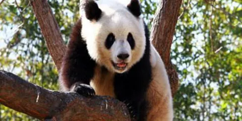 北京動物園+頤和園一日遊【獨立英文私團含門票講解接送看熊貓】