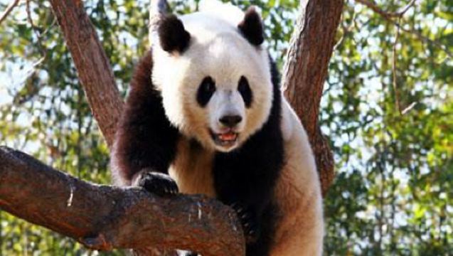 1-day tour to Beijing Zoo and Summer Palace [private English-speaking tour includes admission ticket, guide, transportation and panda viewing]