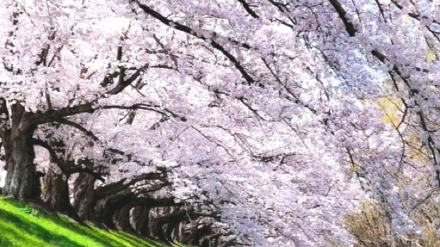 Departing from Osaka | Uji + Katsuo-ji + Minoh Waterfall Yodo Waterway Kawazu Cherry Blossoms or Seiganto Cherry Blossom Viewing