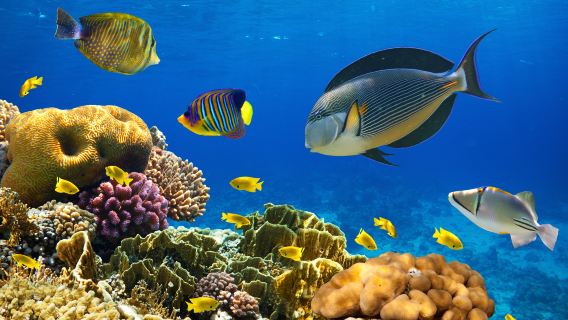 [Guida in inglese] Tour di un giorno a Phuket con visita alle isole Racha Yai e Coral [Trasferimento dall'hotel] |Pranzo incluso