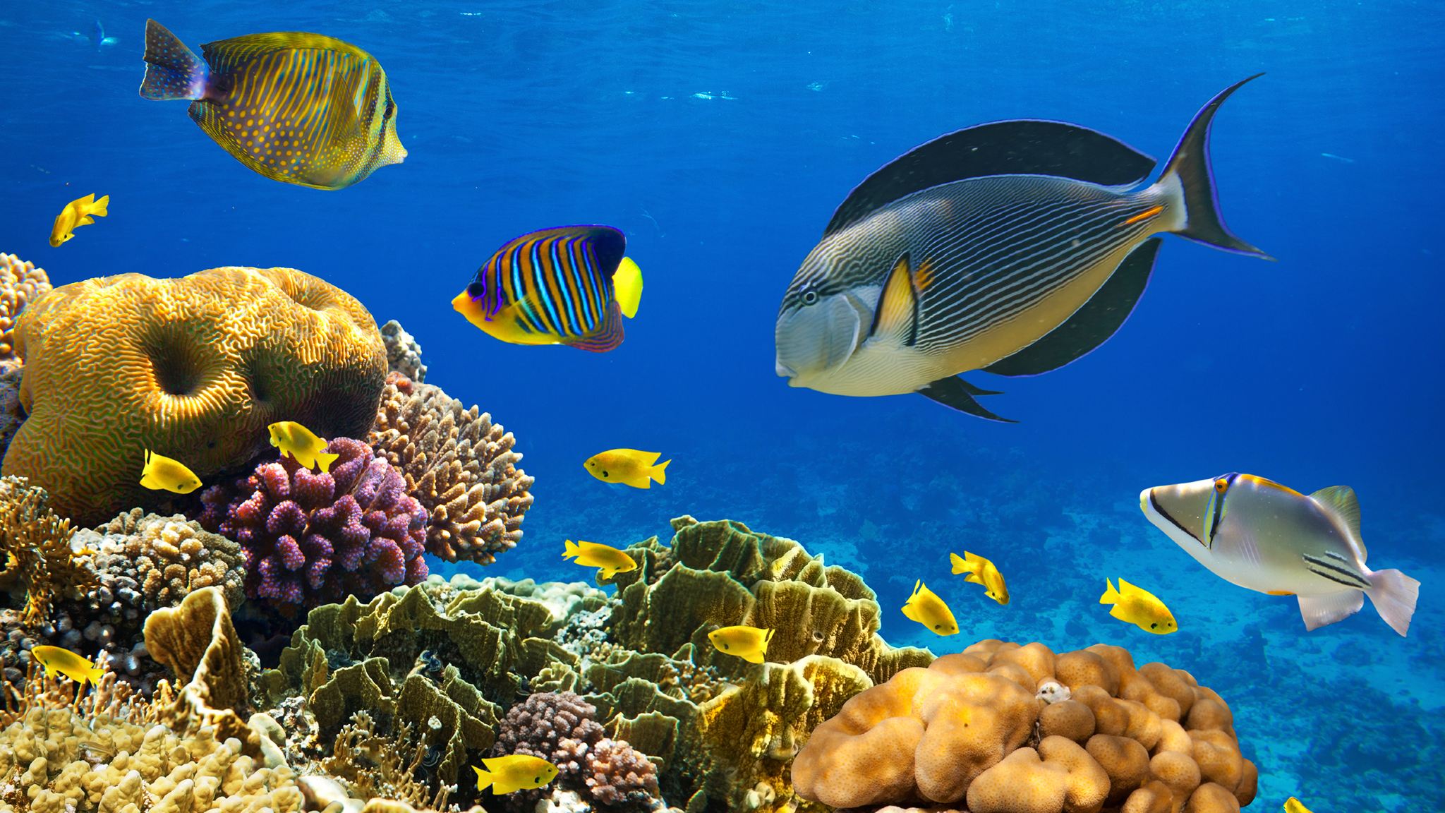 1-day tour to Racha Yai Island and Coral Island in Phuket with English-speaking guide [including hotel transfer]|Lunch included